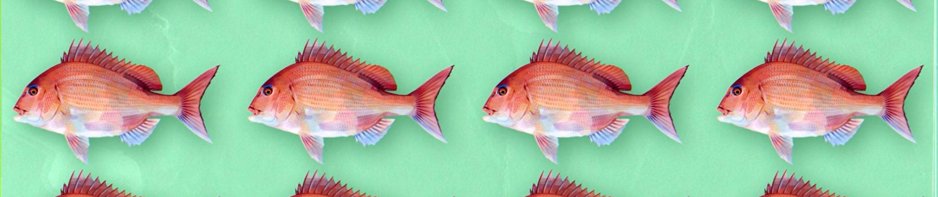 Negative Positive Angler banner