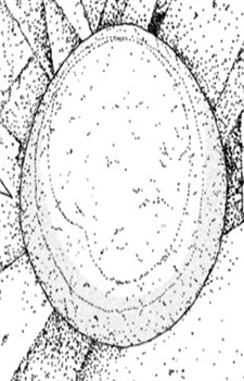 Pebble