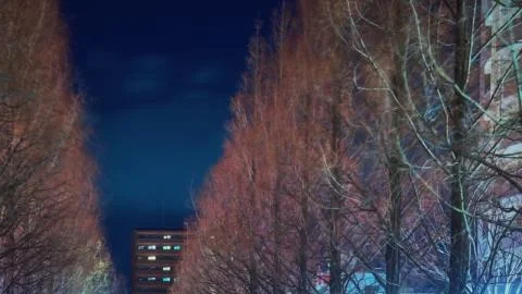 #Yume wa Mijikashi Koi Seyo Otome (#夢は短し恋せよ乙女)